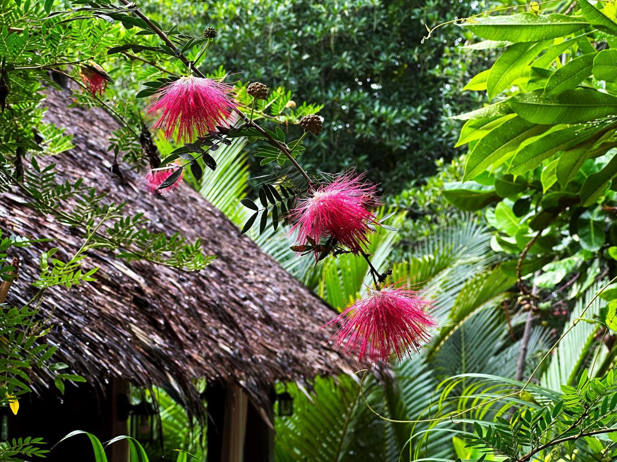 Dreamville Koh Phangan Thong Sala Eksteriør billede